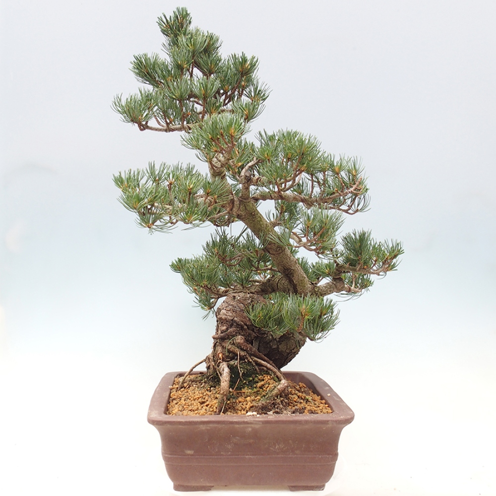Kültéri bonsai - Pinus parviflora - Pinus parviflora