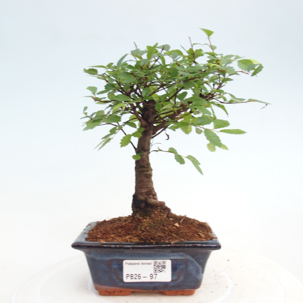 Szobai bonsai - Ulmus parvifolia - Kislevelű szilfa