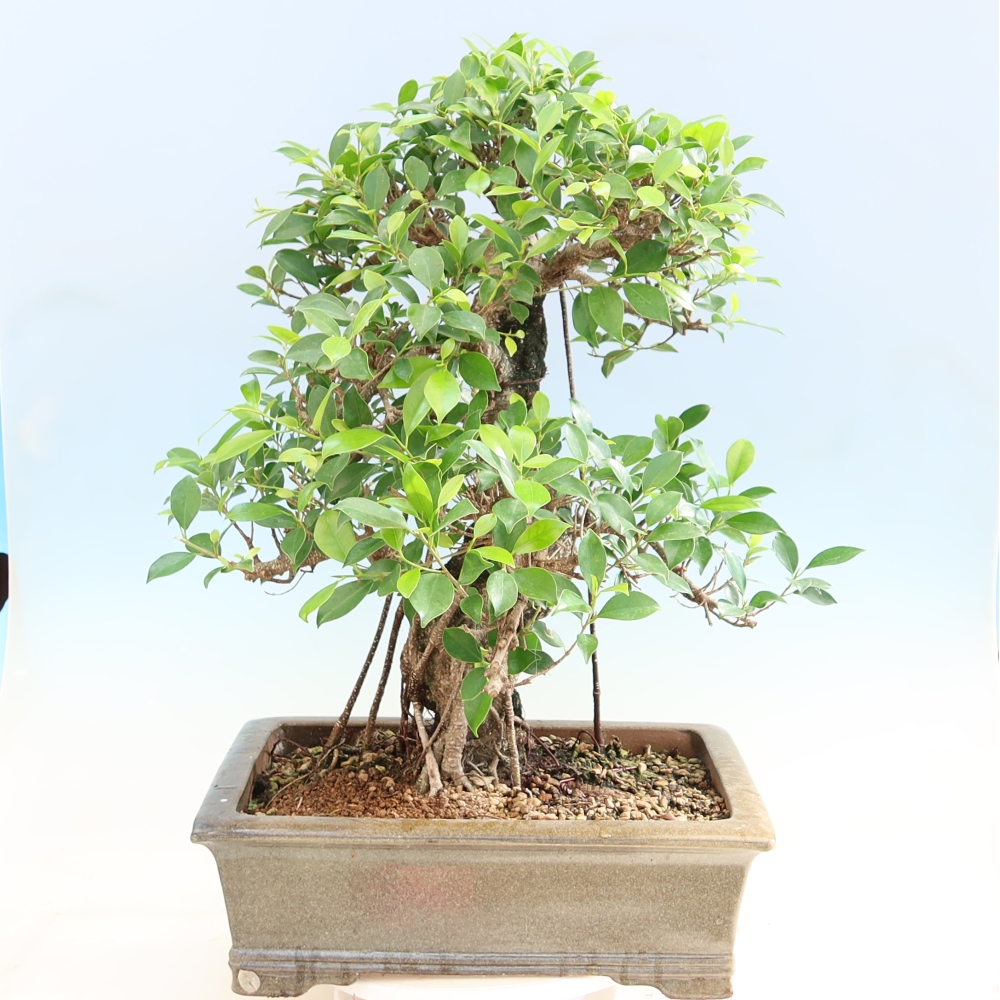 Szobai bonsai - Ficus kimmen - kislevelű fikusz