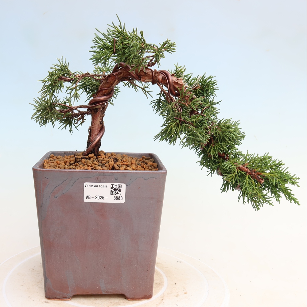 Kültéri bonsai - Juniperus chinensis Kishu