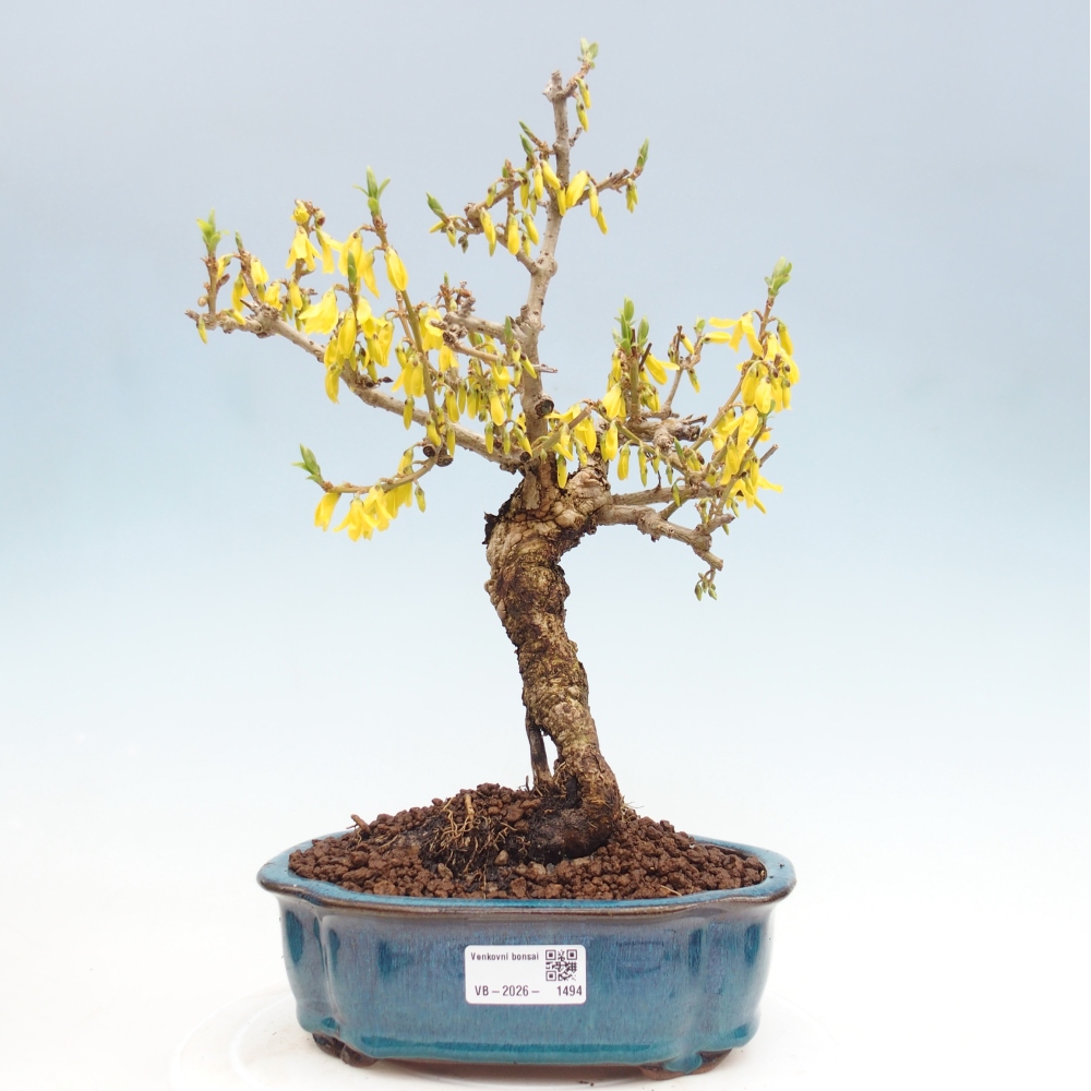 Kültéri bonsai - Zlatice - Forsythia koreana