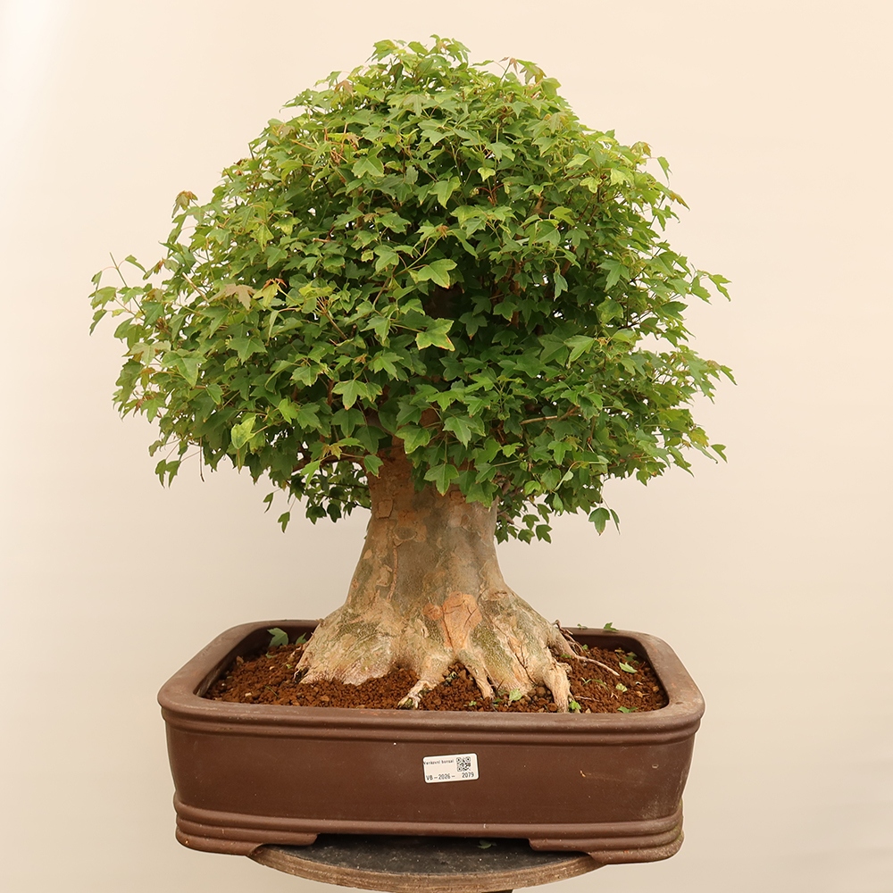 Kültéri bonsai - Juhar Burger - Acer Burgerianum