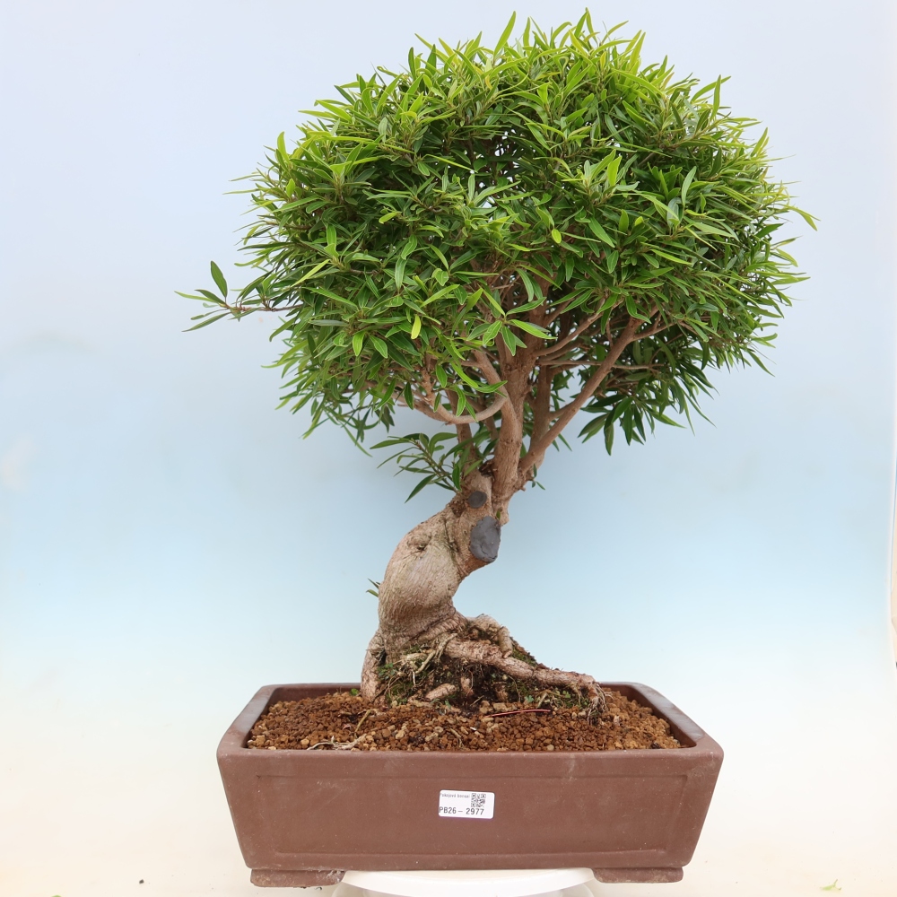 Szobai bonsai - Ficus nerifolia - kislevelű fikusz