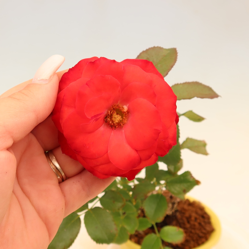 Kültéri bonsai - Rosa Kordes - rózsa