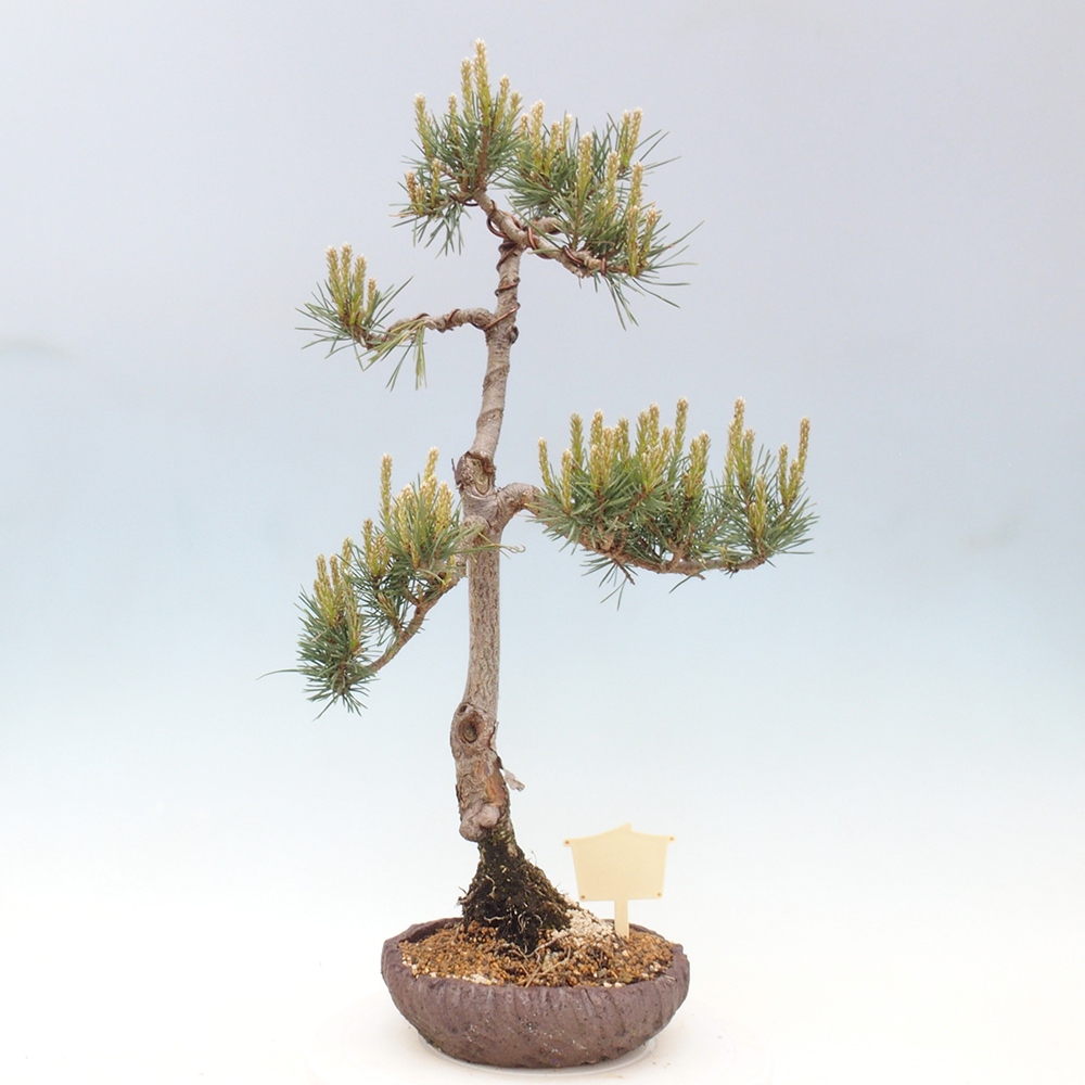 Kültéri bonsai - Pinus Sylvestris Watererri - erdeifenyő