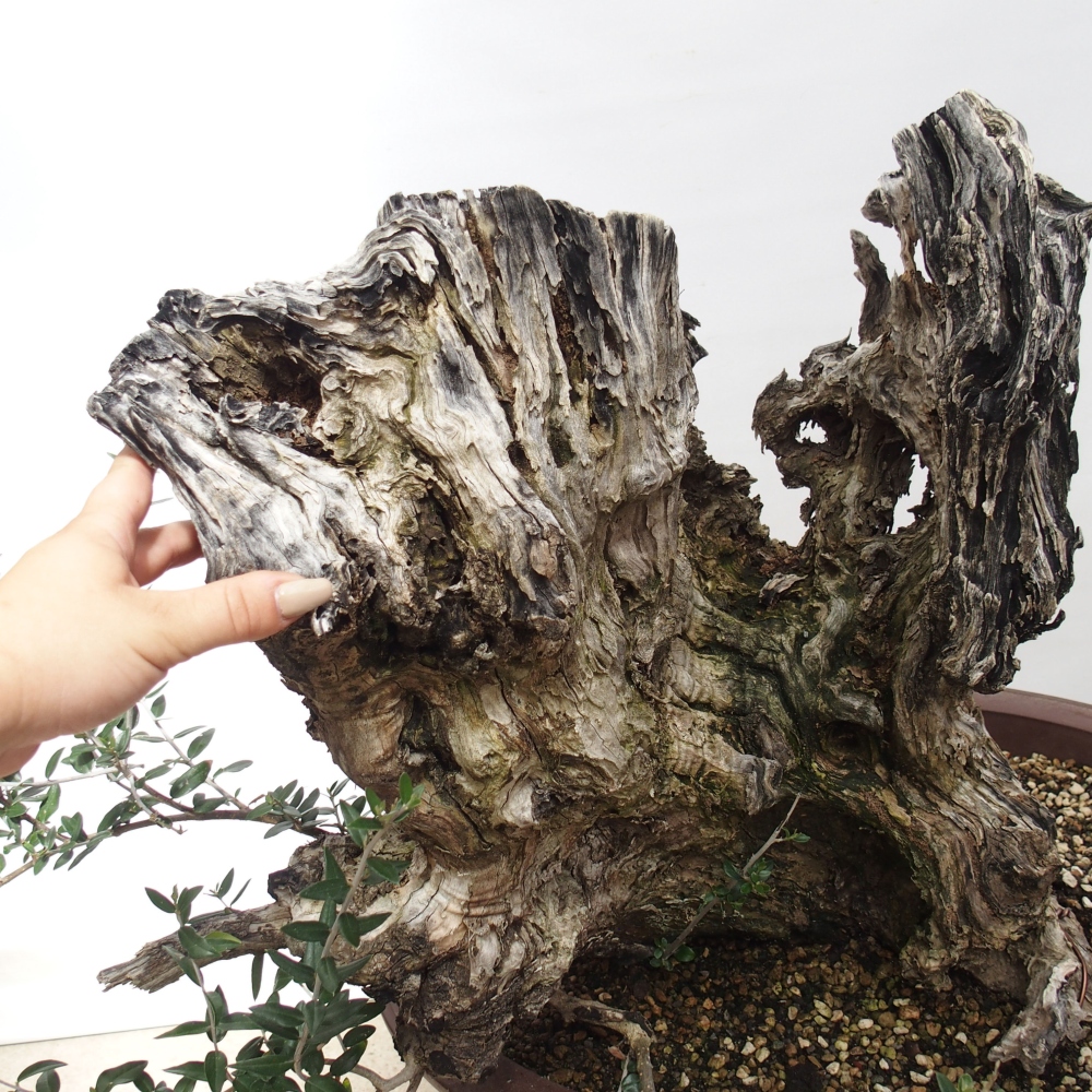 Beltéri bonsai - Olea europaea sylvestris