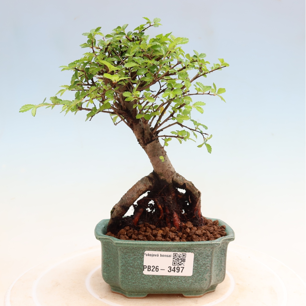 Szobai bonsai - Ulmus parvifolia - Kislevelű szilfa