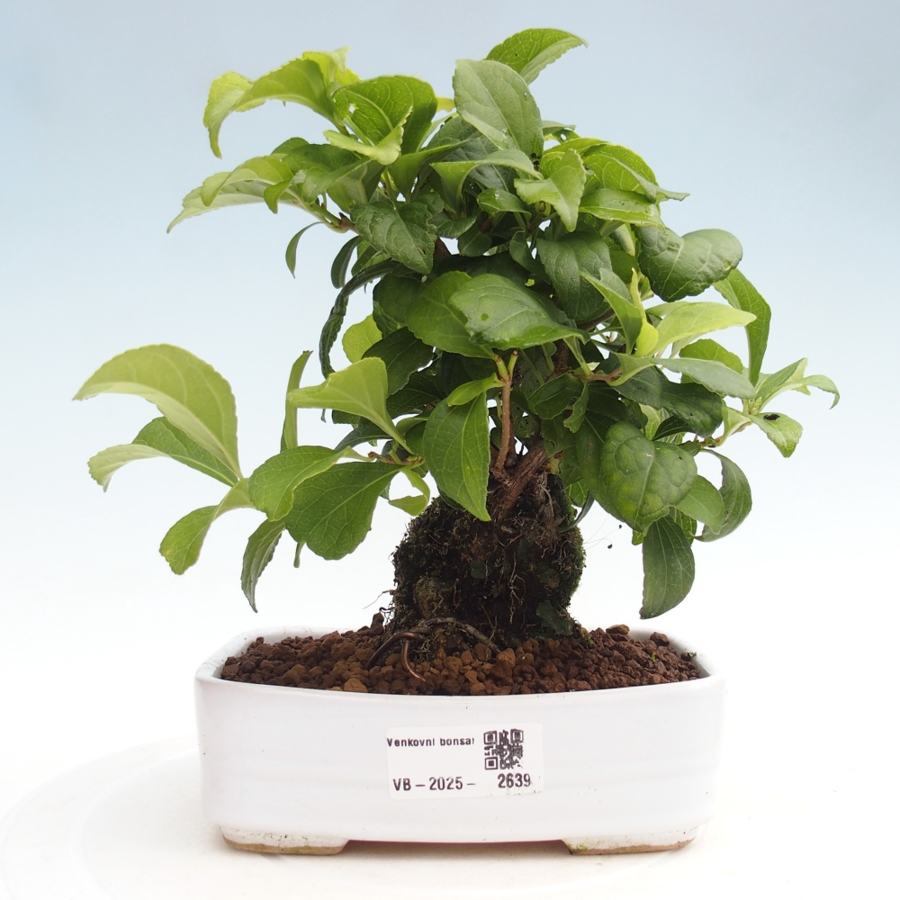 Kültéri bonsai - Celastrus orbiculatus