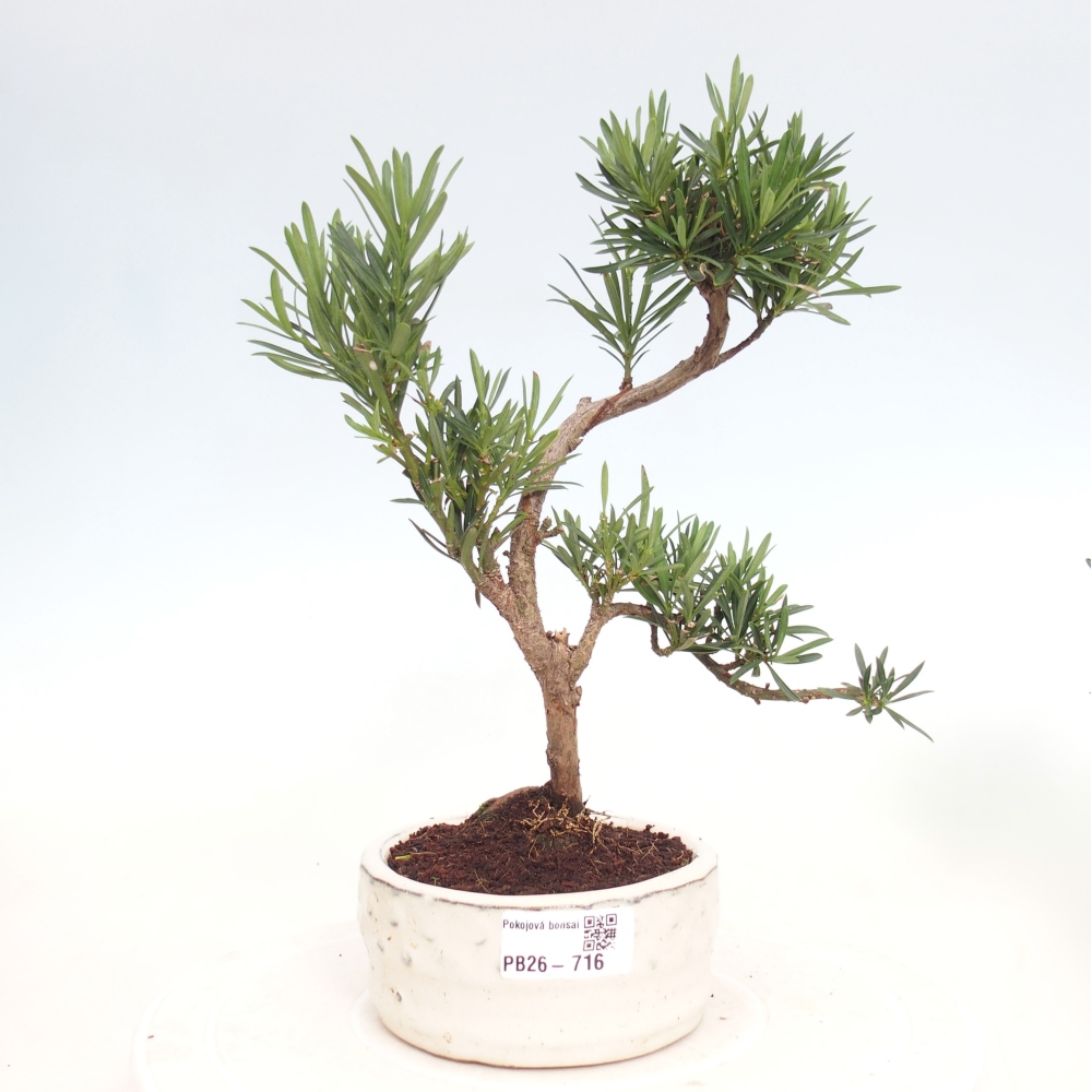 Szobai bonsai - Podocarpus - Kőtiszafa
