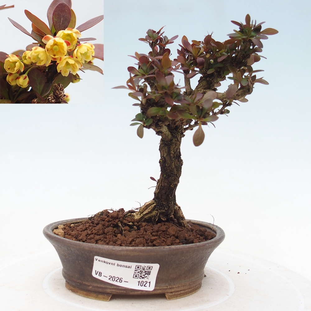 Kültéri bonsai - Berberis Thunbergii Bagatelle