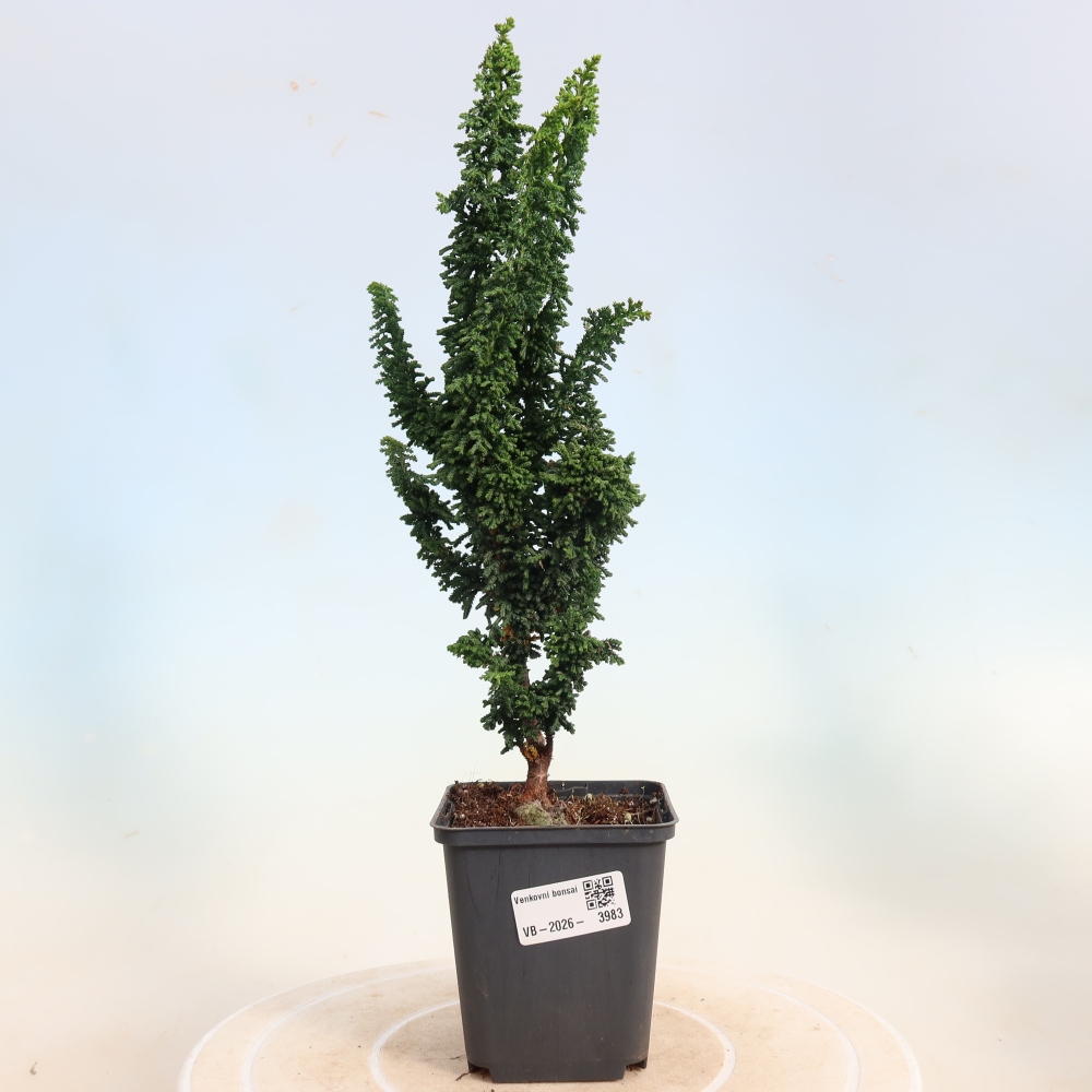 Kültéri bonsai - Cham. obtusa SEKKA HINOKI - Cifra ciprus