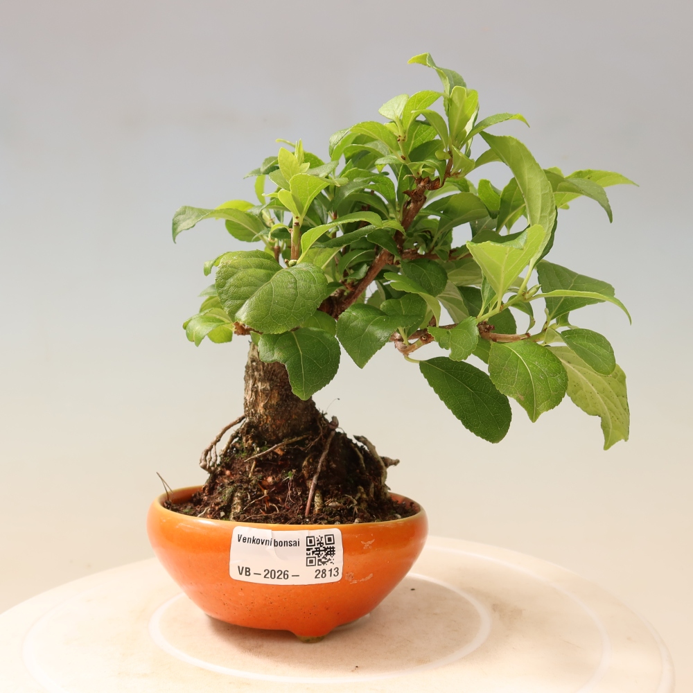 Kültéri bonsai - Celastrus orbiculatus