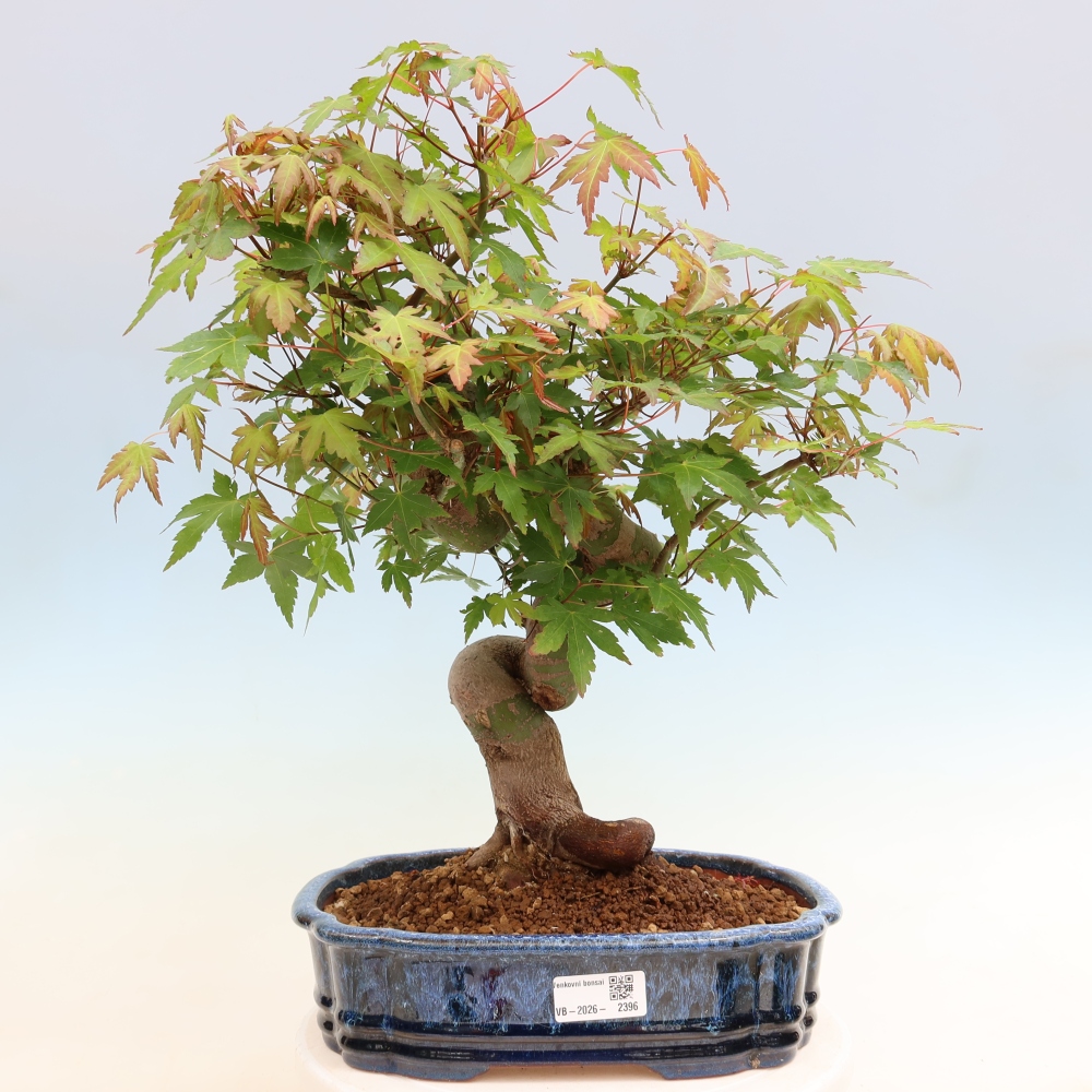 Kültéri bonsai - Juhar Burger - Acer Burgerianum