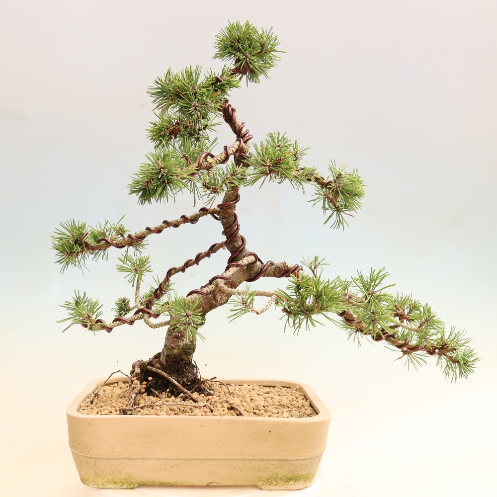 Kültéri bonsai – Pinus mugo Humpy – Törpefenyő
