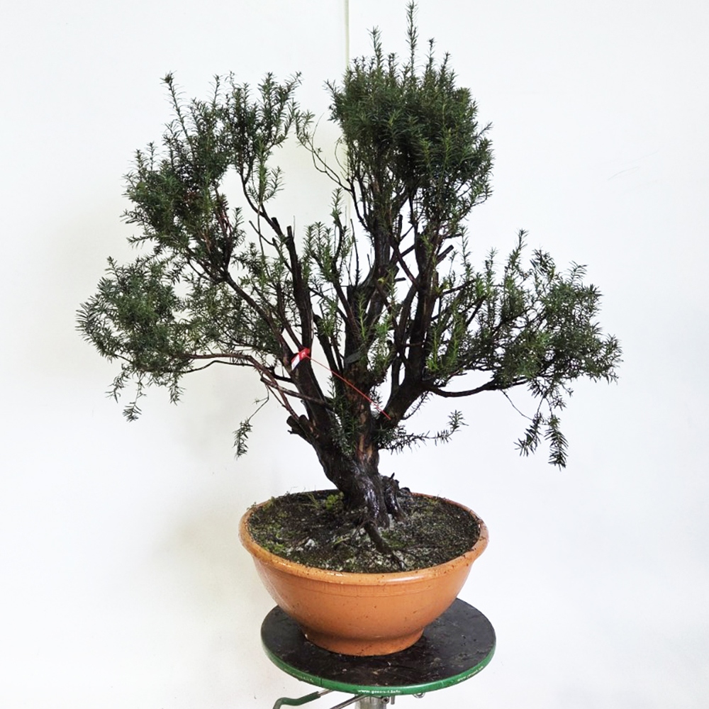 Kültéri bonsai vörös tiszafa - Taxus bacata