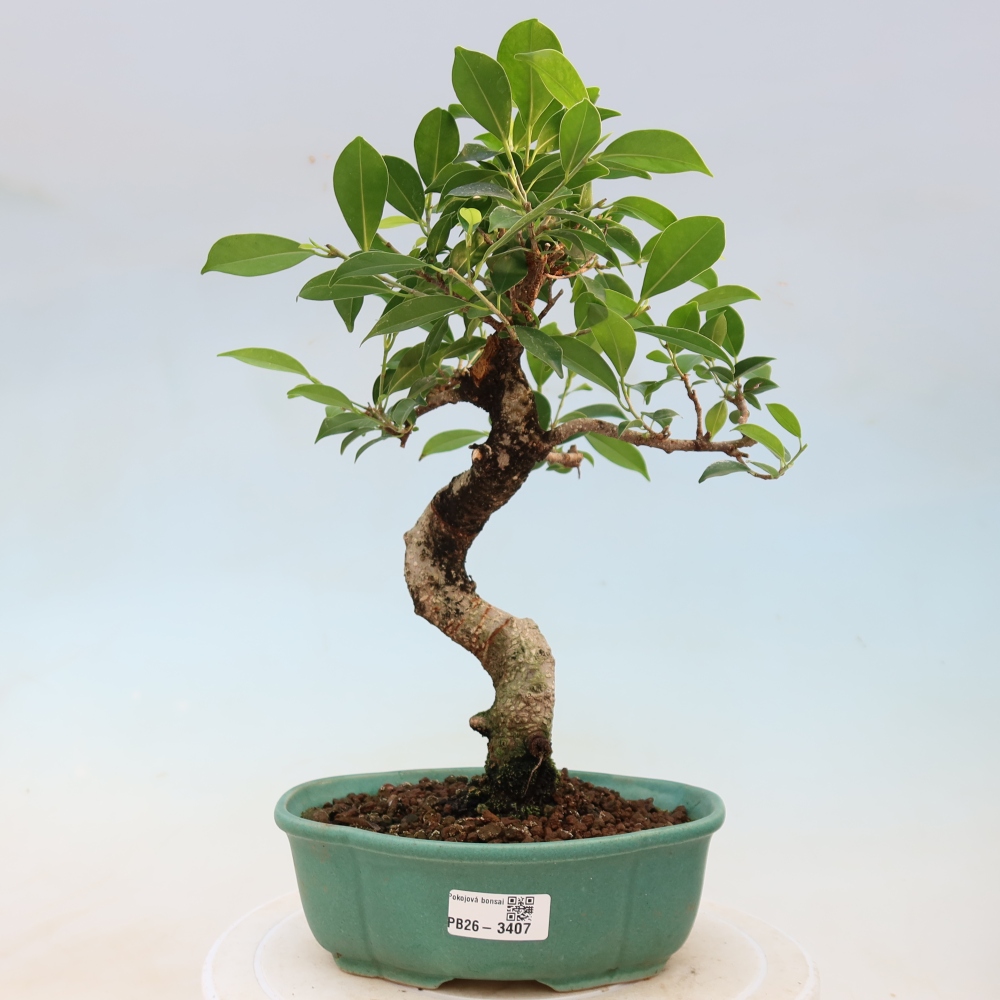 Szobai bonsai - Ficus kimmen - kislevelű fikusz