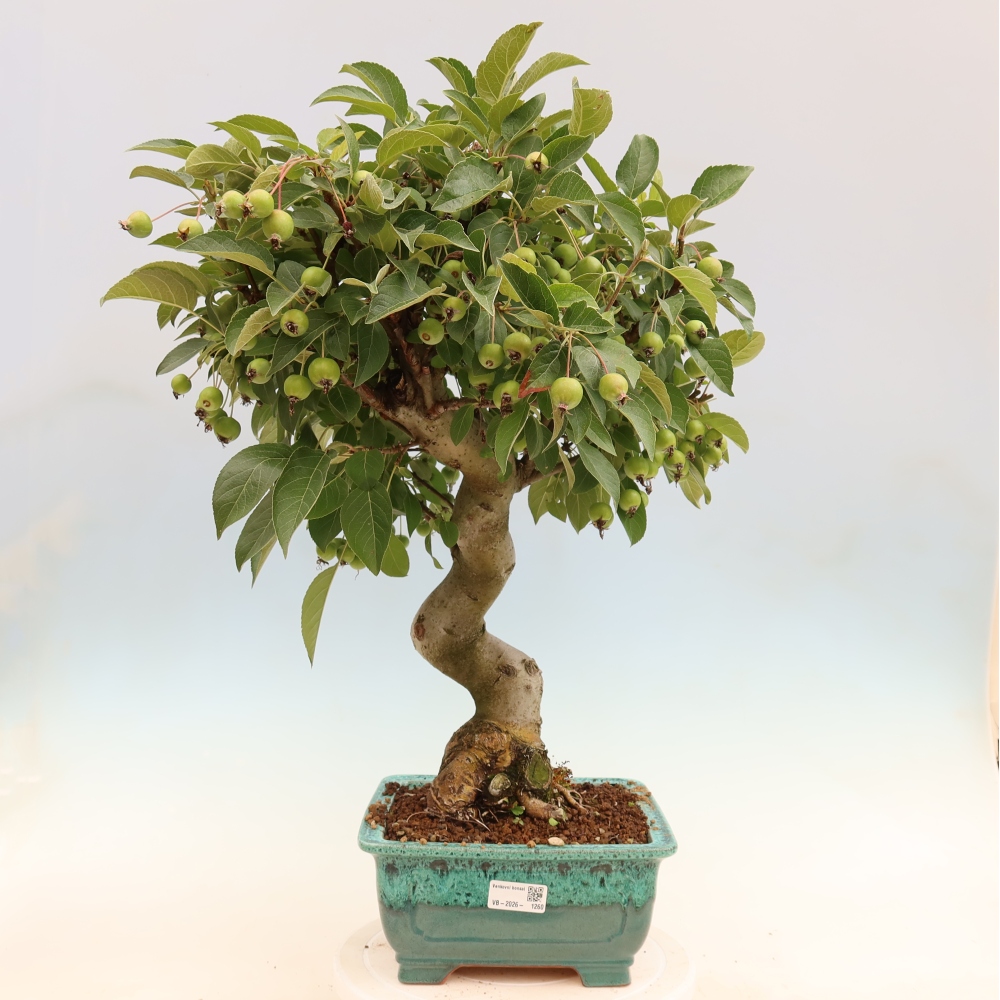 Kültéri bonsai -Malus halliana - Kis gyümölcsű almafa
