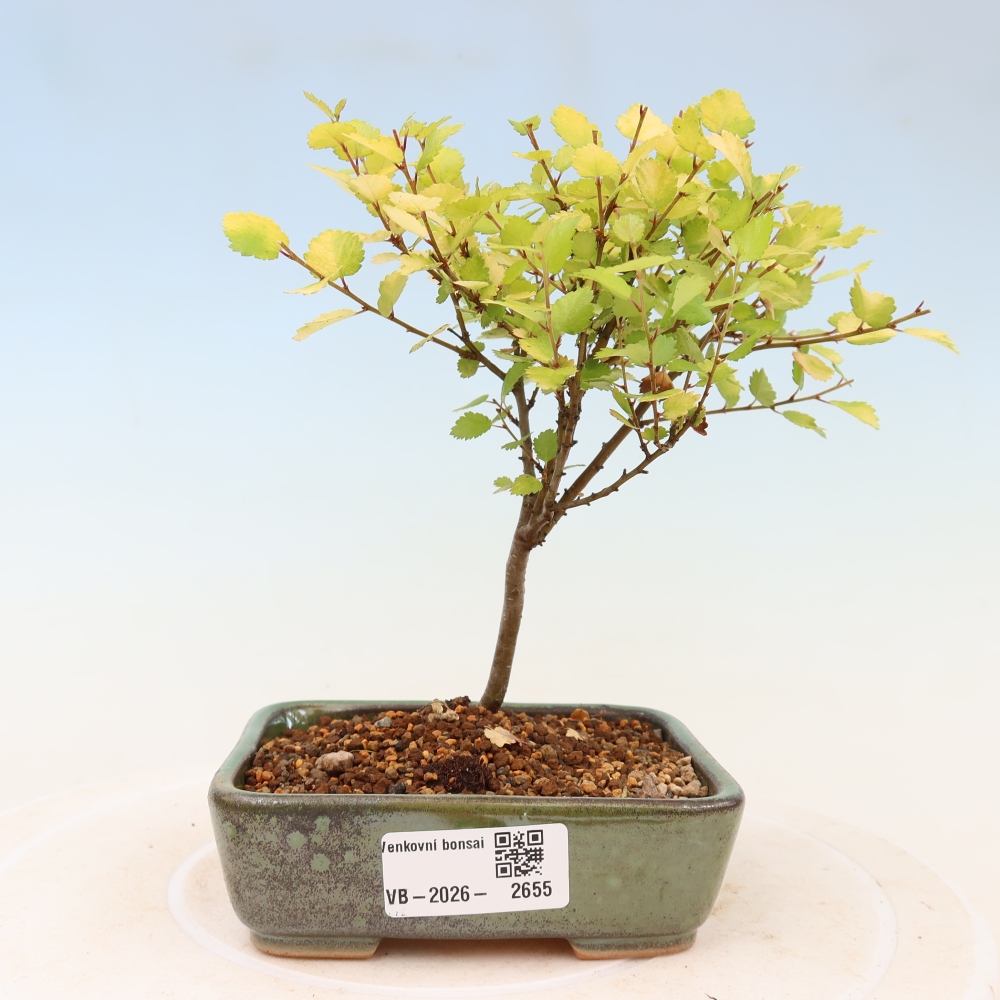 Kültéri bonsai – törpe nyír – Betula NANA Golden Treasure