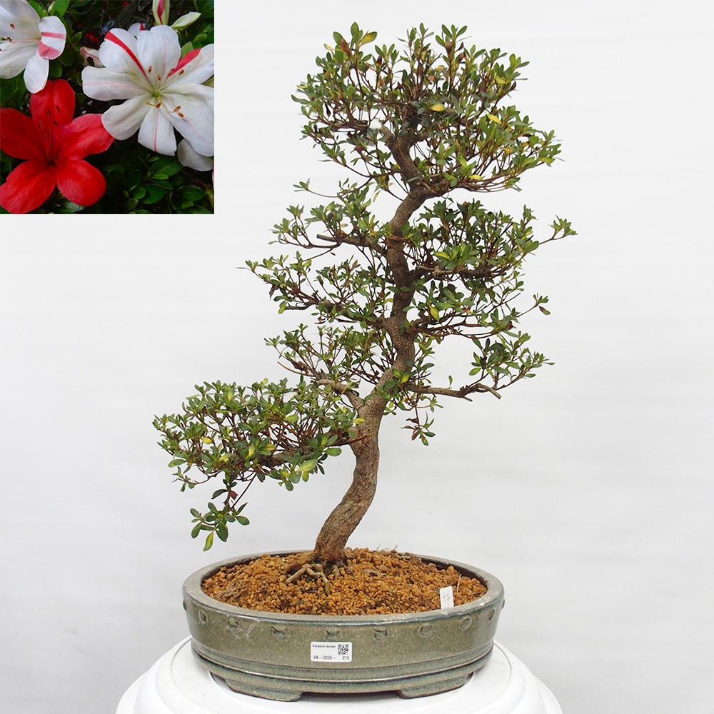 Kültéri bonsai - Japán azálea - Azalea Nishikie
