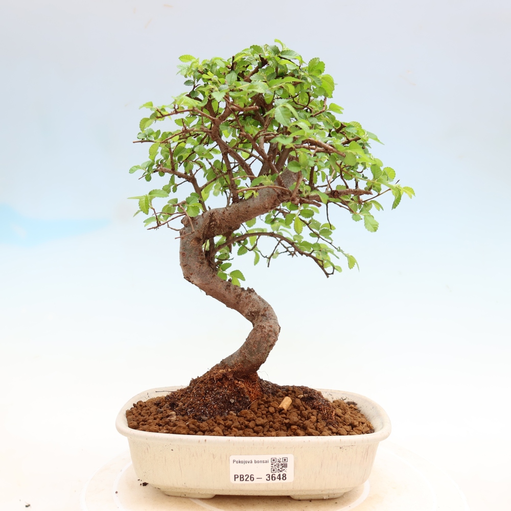 Szobai bonsai - Ulmus parvifolia - Kislevelű szilfa