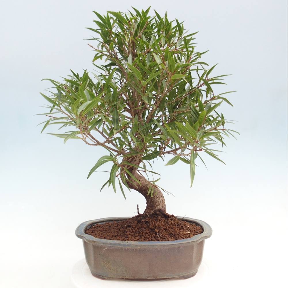 Szobai bonsai - Ficus nerifolia - kislevelű fikusz