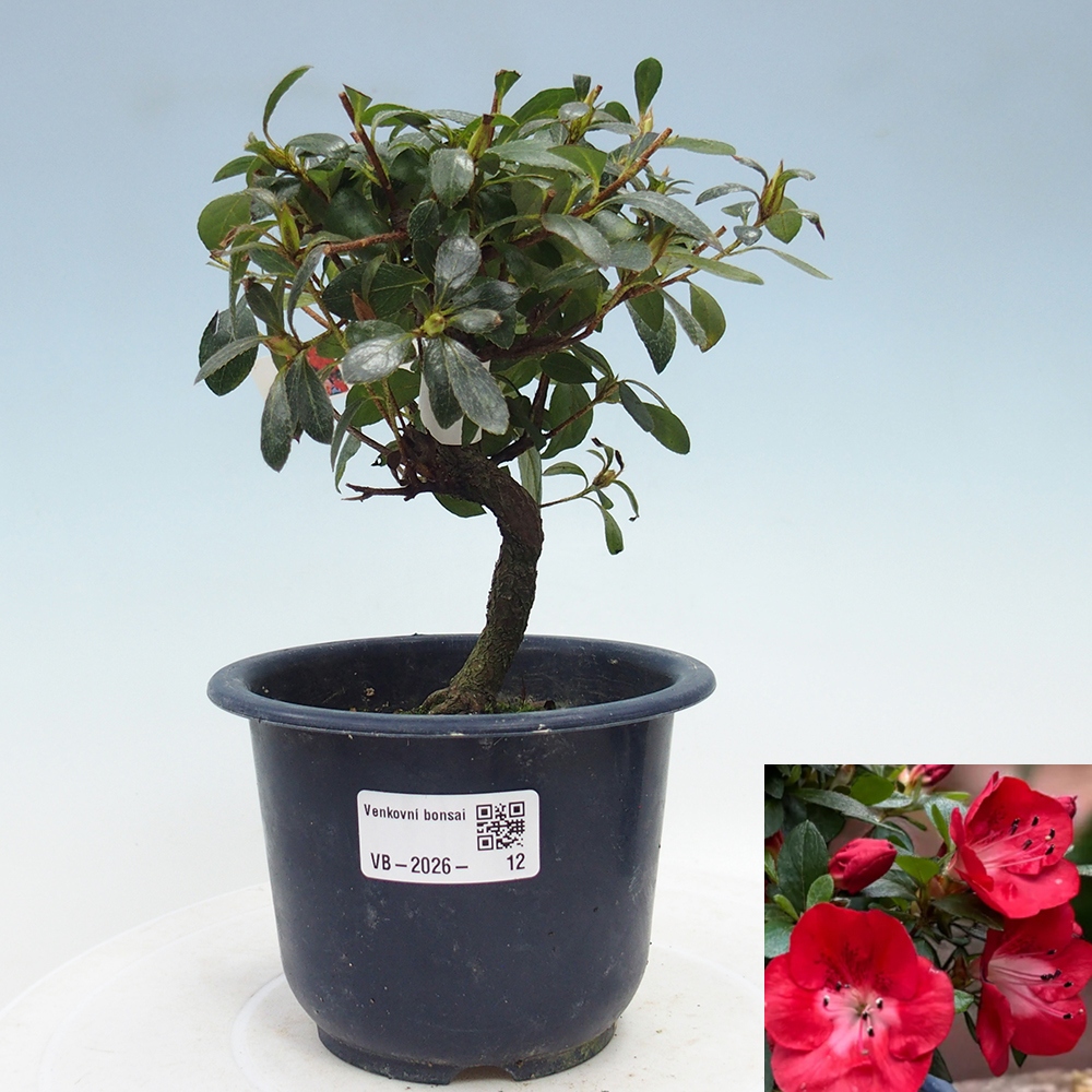 Kültéri bonsai - Japán azálea - Azalea Benibeni