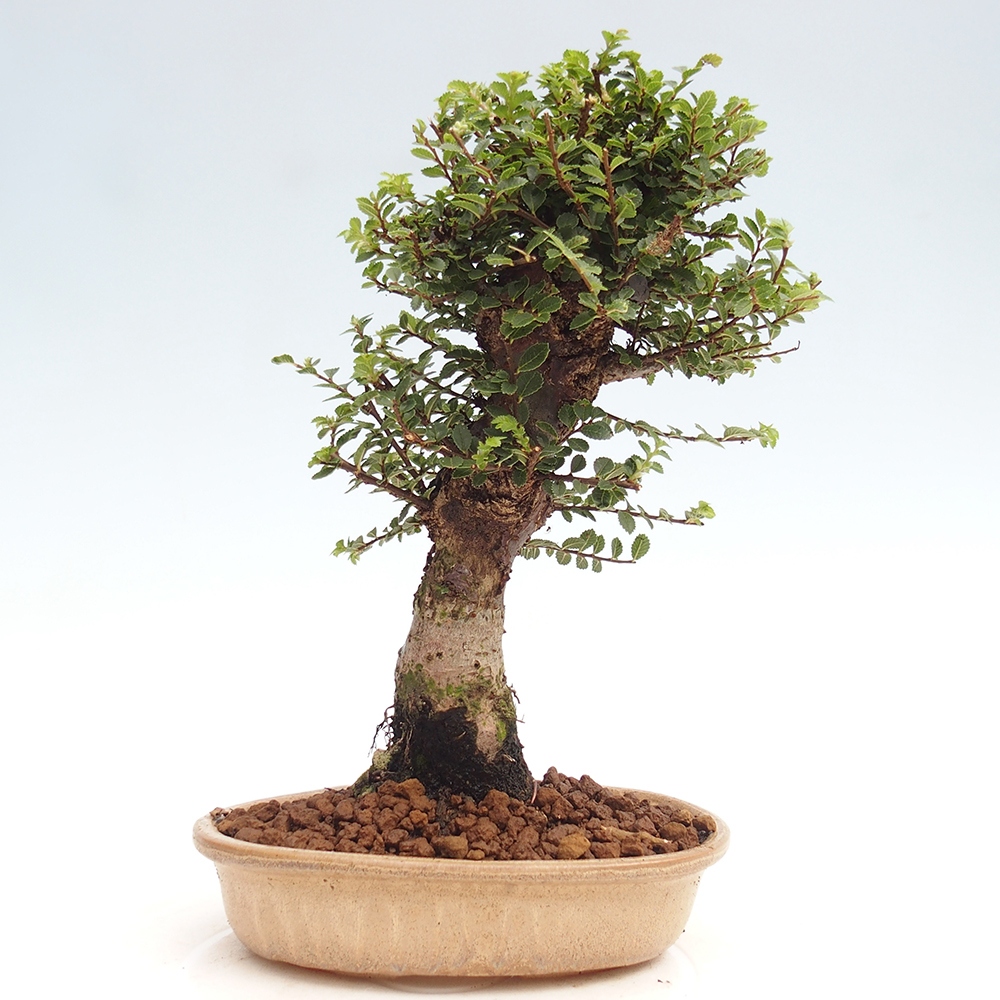 Kültéri bonsai - Ulmus parvifolia Hokkaido - Kínai szil - Ulmus parvifolia Hokkaido