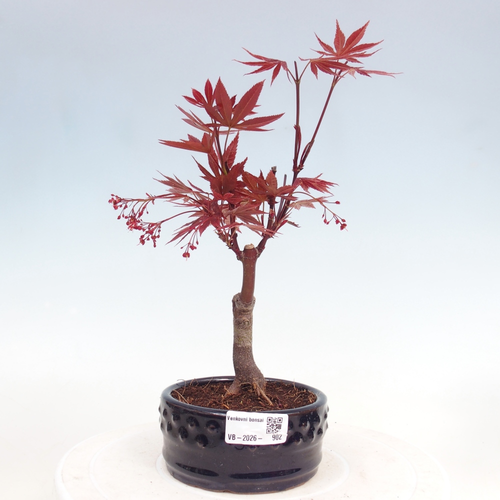 Kültéri bonsai - Acer pálma. Atropurpureum-Javor palmate
