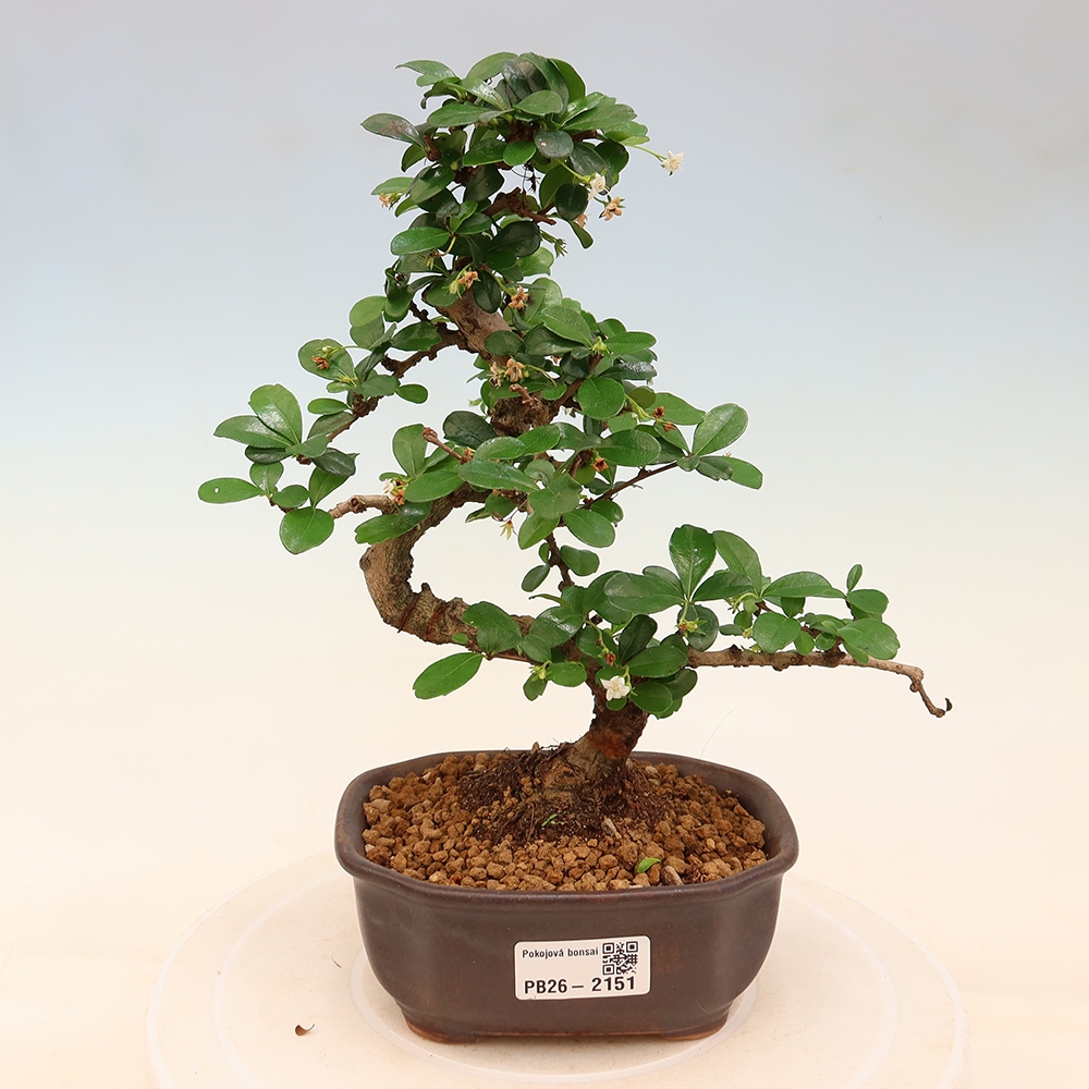 Szobai bonsai - Carmona macrophylla - Tea fuki