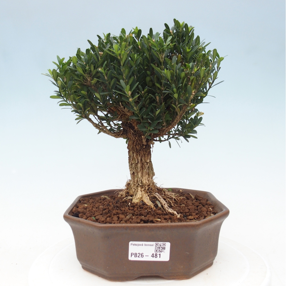 Szobai bonsai - Buxus harlandii - parafa buxus