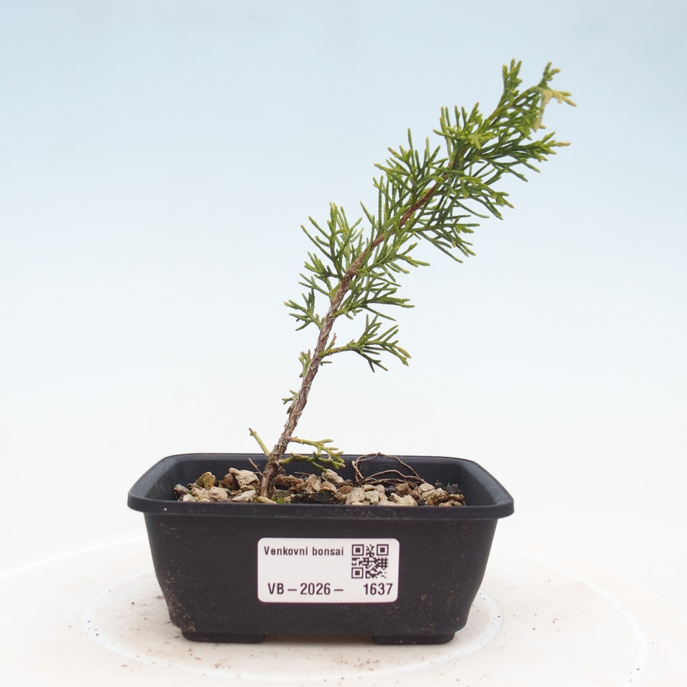 Kültéri bonsai - Juniperus chinensis Itoigawa