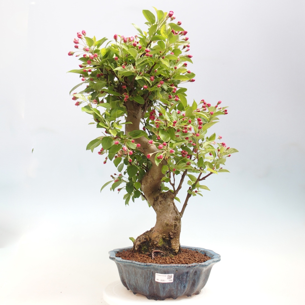 Kültéri bonsai -Malus halliana - Kis gyümölcsű almafa