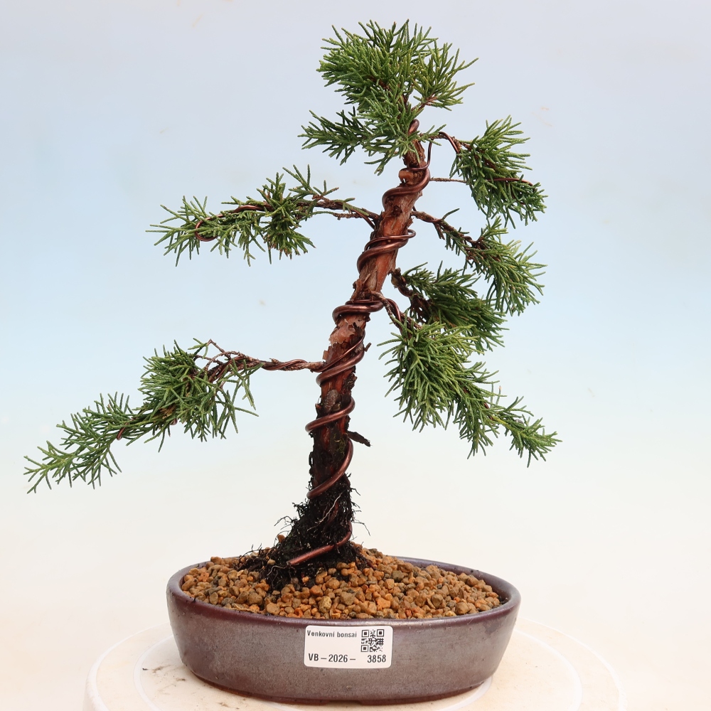 Kültéri bonsai - Juniperus chinensis Kishu