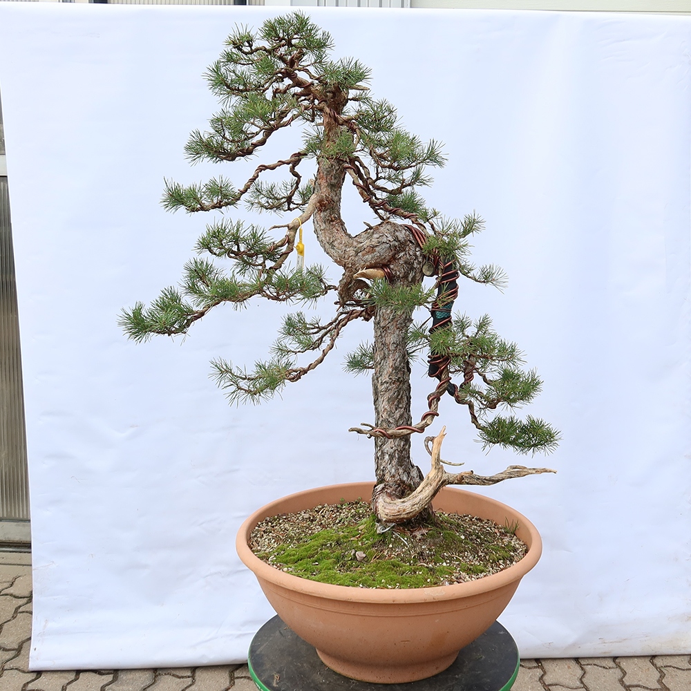 Pinus sylvestris Spanyolország – erdei fenyő