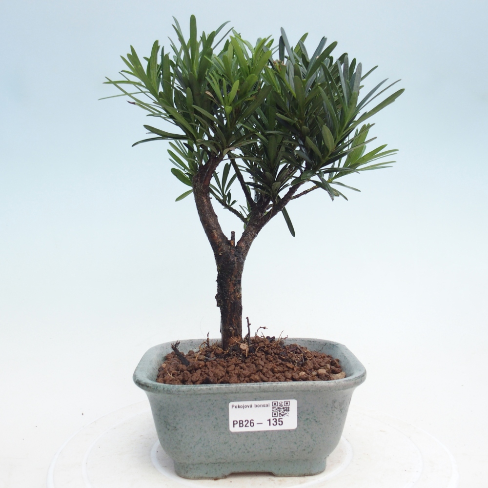 Szobai bonsai - Podocarpus - Kőtiszafa