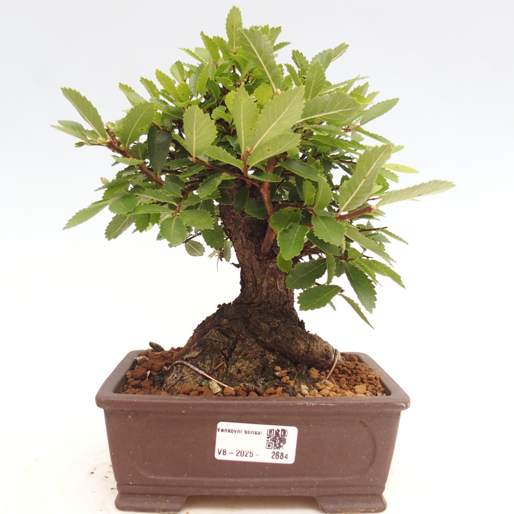 Kültéri bonsai - Zelkova - Zelkova NIRE