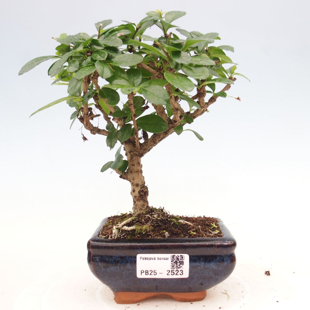 Szobai bonsai - Carmona macrophylla - Tea fuki