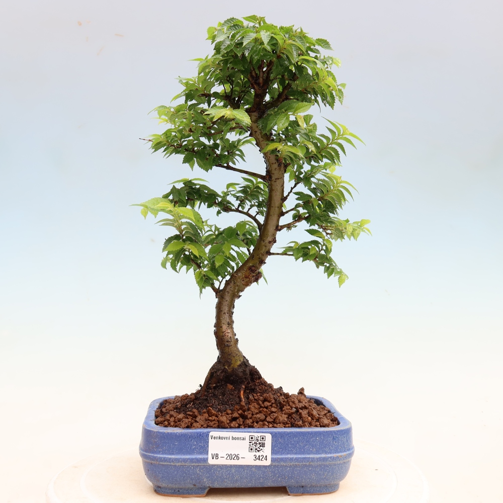 Kültéri bonsai – Ulmus Jacqueline Hillier – Gyönyörű szil