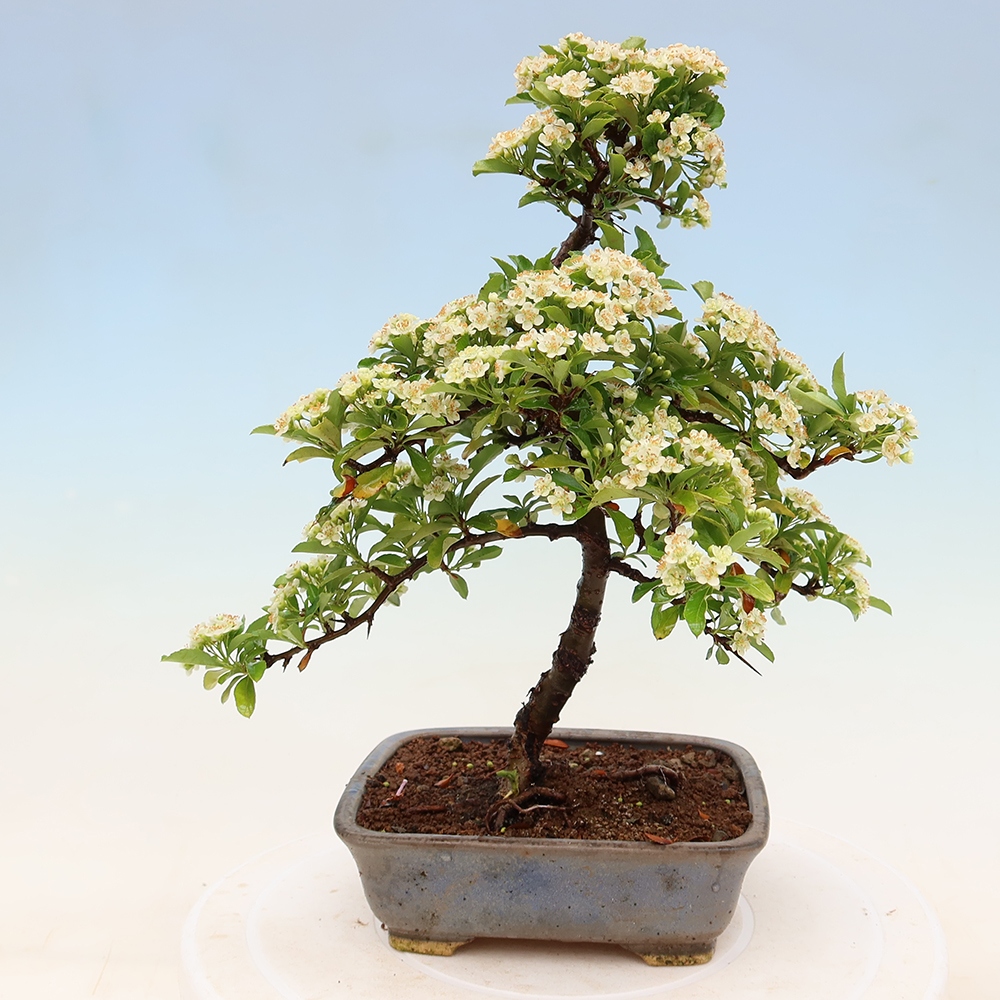 Kültéri bonsai – Pyracantha teton – Vörös tűszem