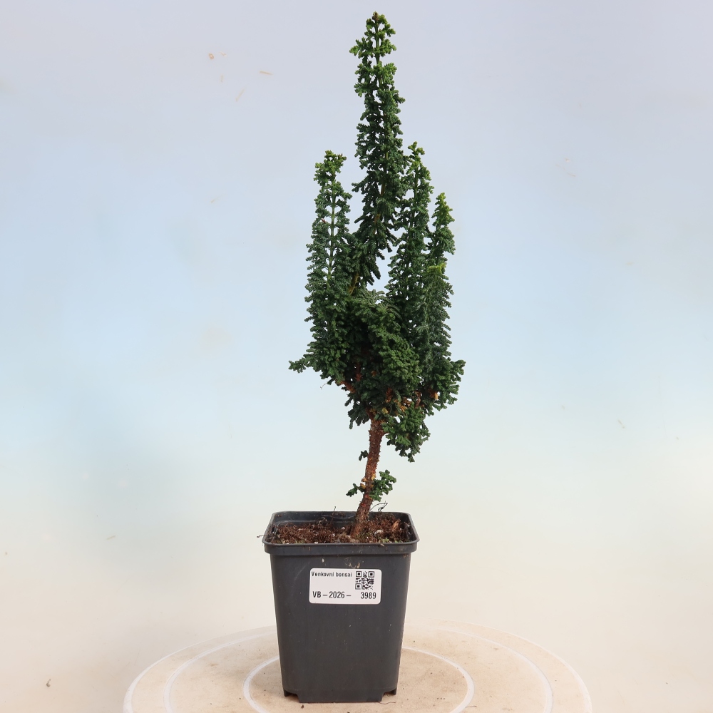 Kültéri bonsai - Cham. obtusa SEKKA HINOKI - Cifra ciprus