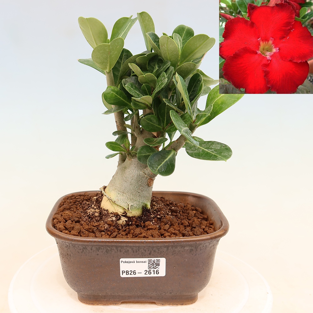 Szobabonsai – Adenium obesum Red Star – Sivatagi rózsa