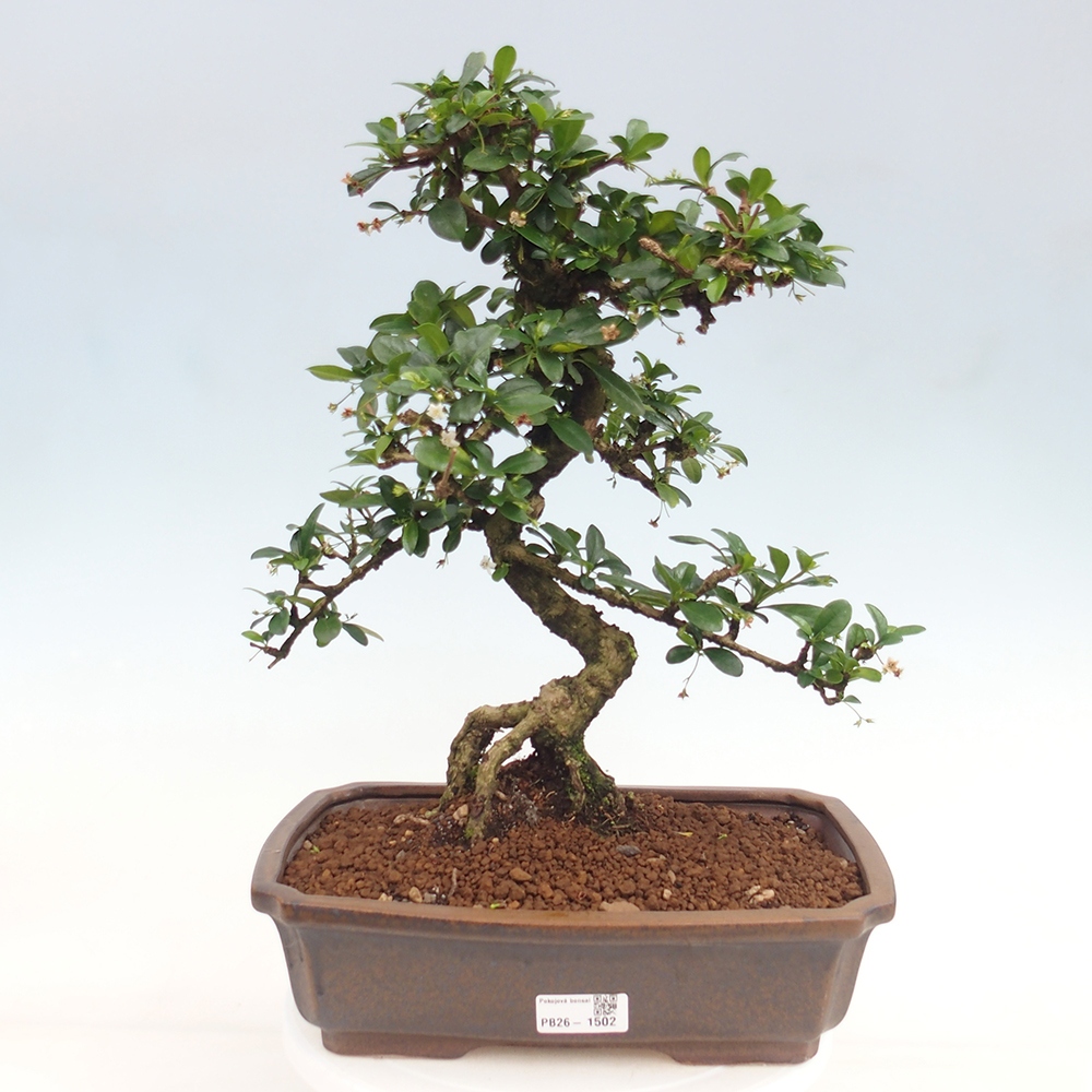 Szobai bonsai - Carmona macrophylla - Tea fuki