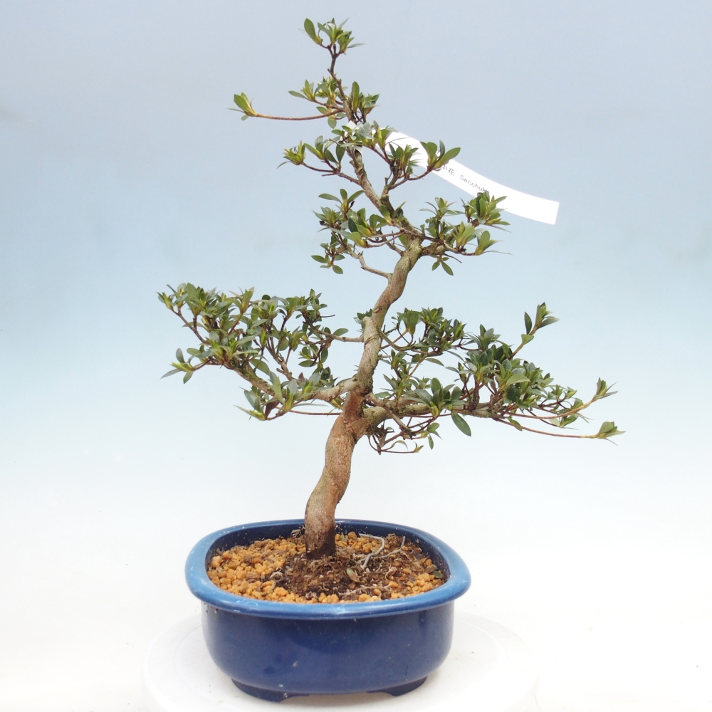 Kültéri bonsai - Japán azálea - Azalea Secchuka