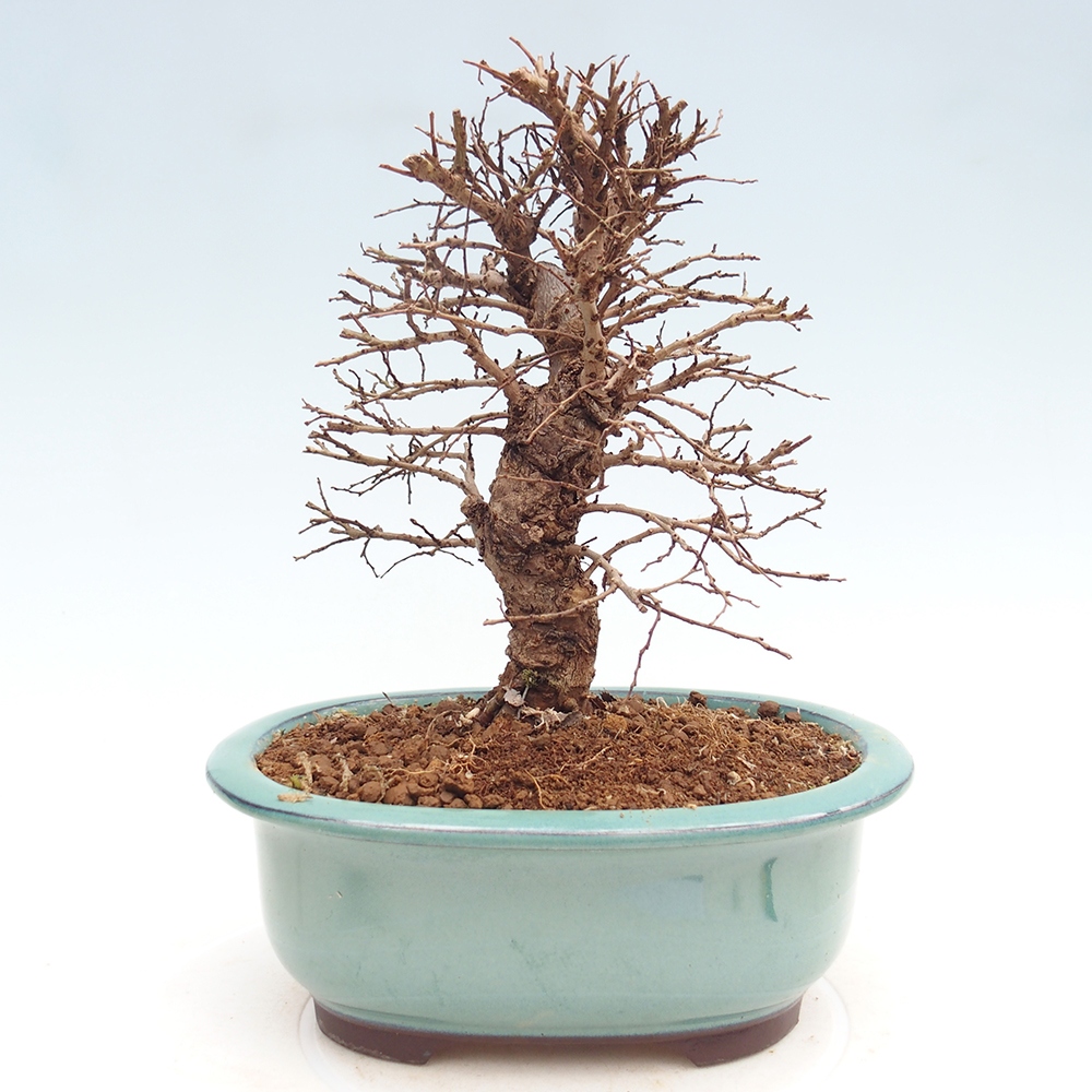 Kültéri bonsai - Zelkova - Zelkova NIRE