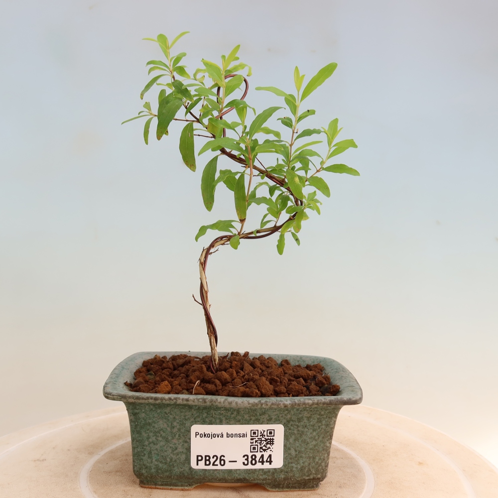 Szobai bonsai-PUNICA granatum nana-gránátalma