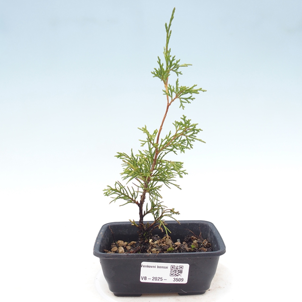 Kültéri bonsai - Juniperus chinensis Itoigawa