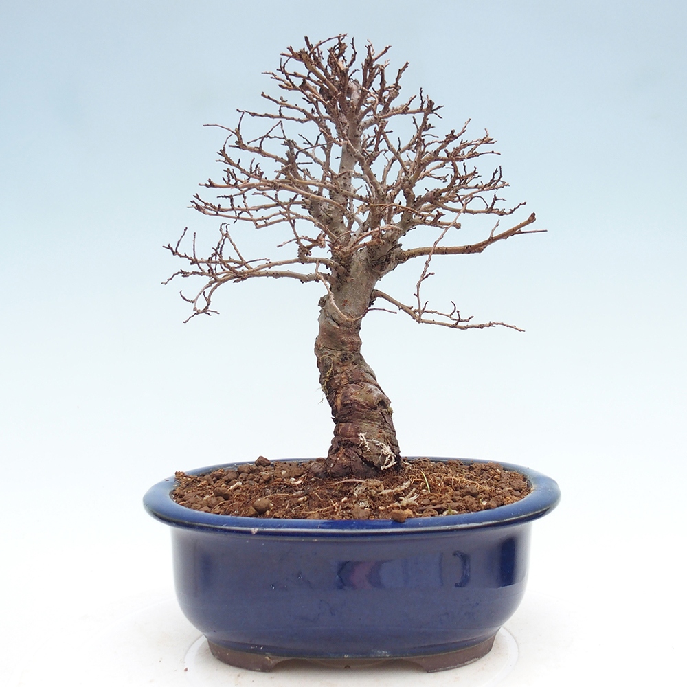 Kültéri bonsai - Zelkova - Zelkova NIRE