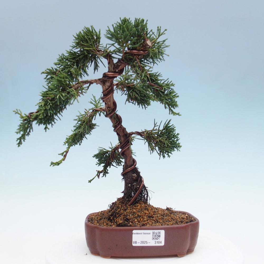 Kültéri bonsai - Juniperus chinensis Kishu