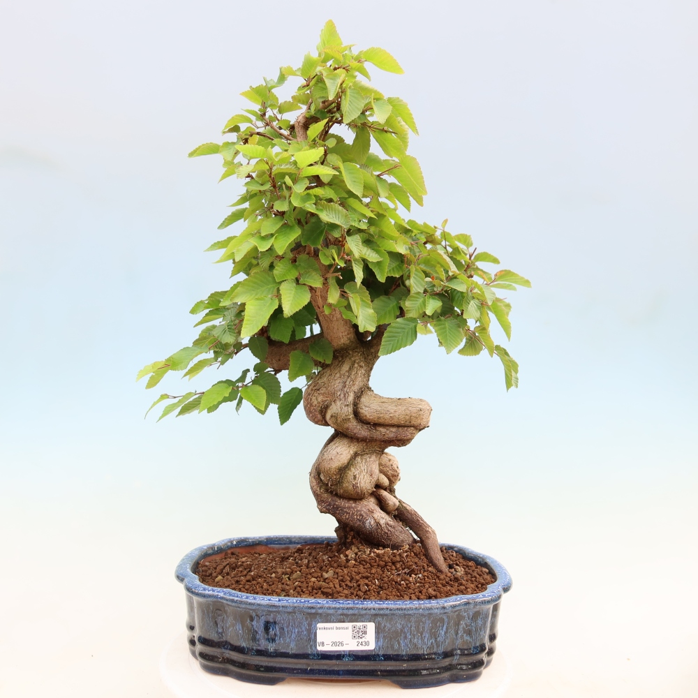 Kültéri bonsai -Carpinus Coreana - Koreai gyertyánfa