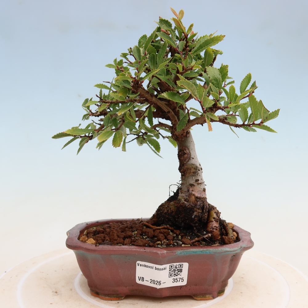Kültéri bonsai - Zelkova - Zelkova NIRE